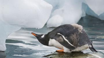 В Антарктиді зафіксували аномальну спеку – понад 18°C