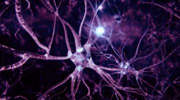 Медики научились восстанавливать нервные клетки