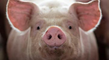 Можно ли пересадить человеку органы свиньи? Пора это выяснить