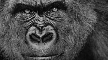 Собственный герпесвирус уподобил горилл человеку