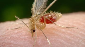 В Торонто обнаружены комары с вирусом лихорадки происхождением из Нила