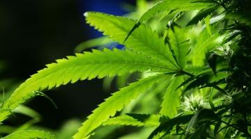 Ученые назвали новую опасность марихуаны