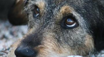 В Винницкой области собаку привязали к авто и тянули по улице
