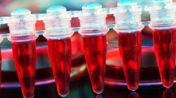 Ученые подобрались к секрету создания неисчерпаемых донорских клеток крови в лаборатории