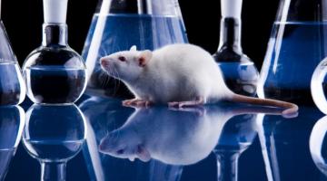 Ученые вернули парализованным крысам возможность ходить