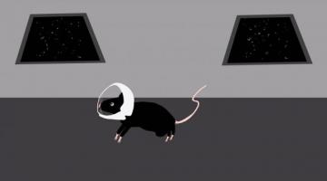 Зачем на МКС отправили двадцать лабораторных мышей?