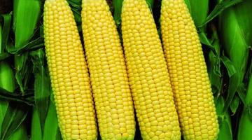 Распространенные сорта кукурузы для Украины